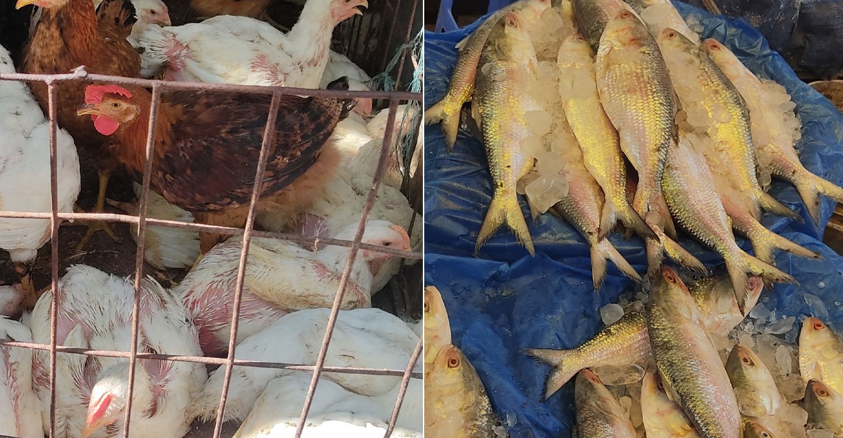 ব্রয়লার ১৯৫, ভরা মৌসুমেও ইলিশের দাম চড়া