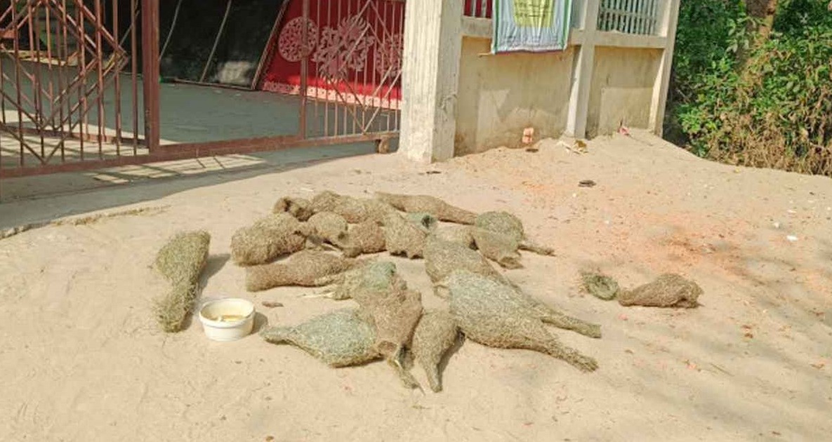 ধান খেয়েছে বাবুই পাখি, ক্ষোভে ২৯ ছানা হত্যা