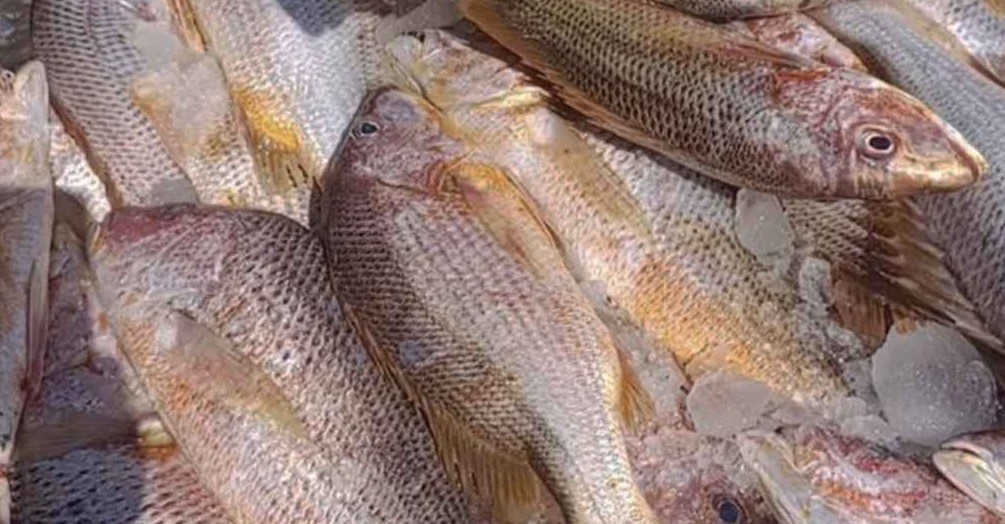 জালে ধরা পড়ল ১০ লাখ টাকার লাল কোরাল