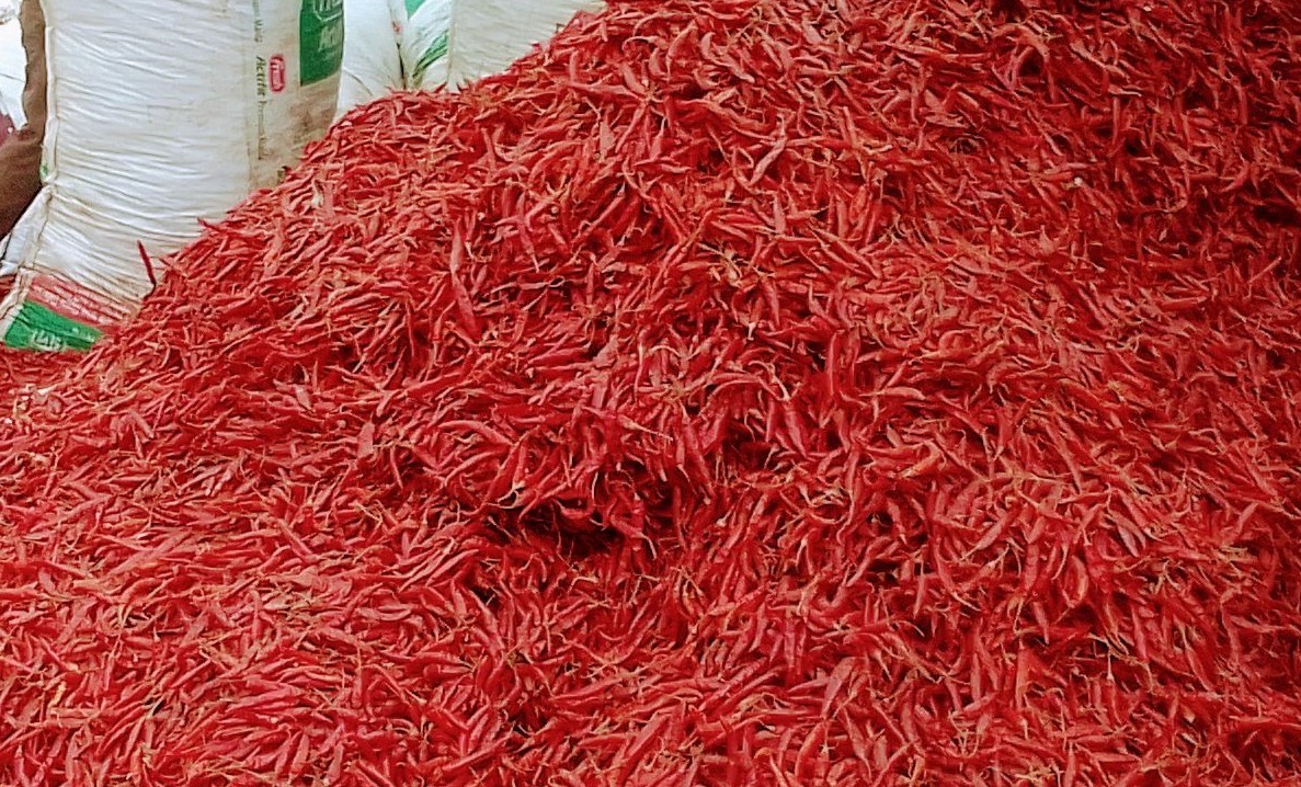 ফুলছড়ি চরের লাল মরিচের চাহিদা সারাদেশে