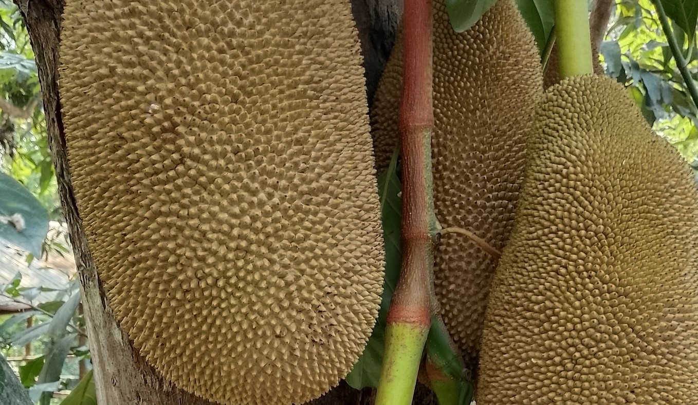 গরমকালে কেন কাঁঠাল খাবেন? জেনে নিন উপকারিতা