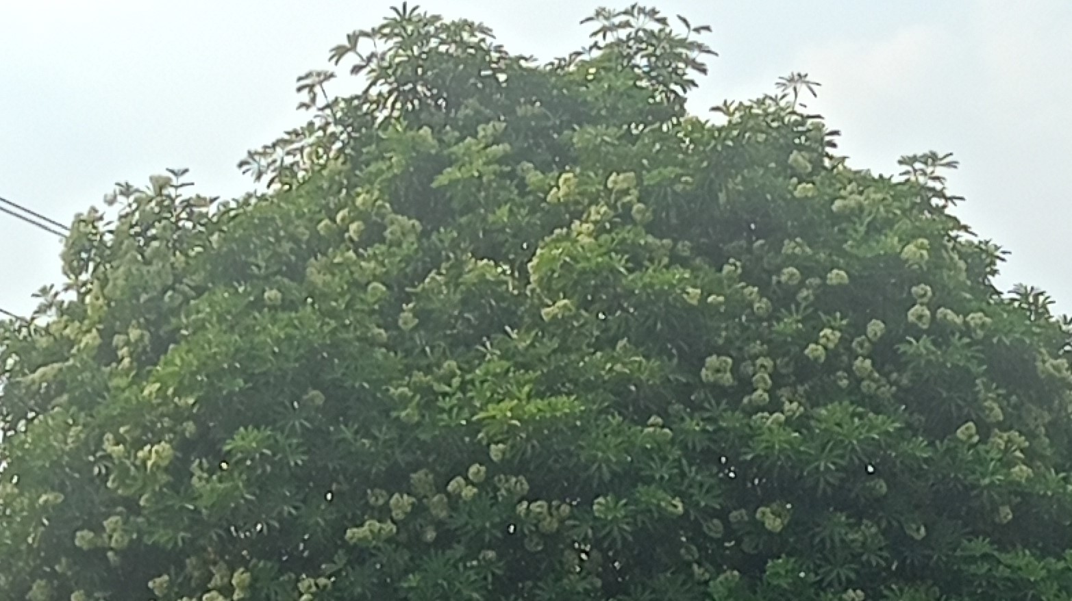 ছাতিমের বুনো সৌরভে মুখরিত ববি ক্যম্পাস