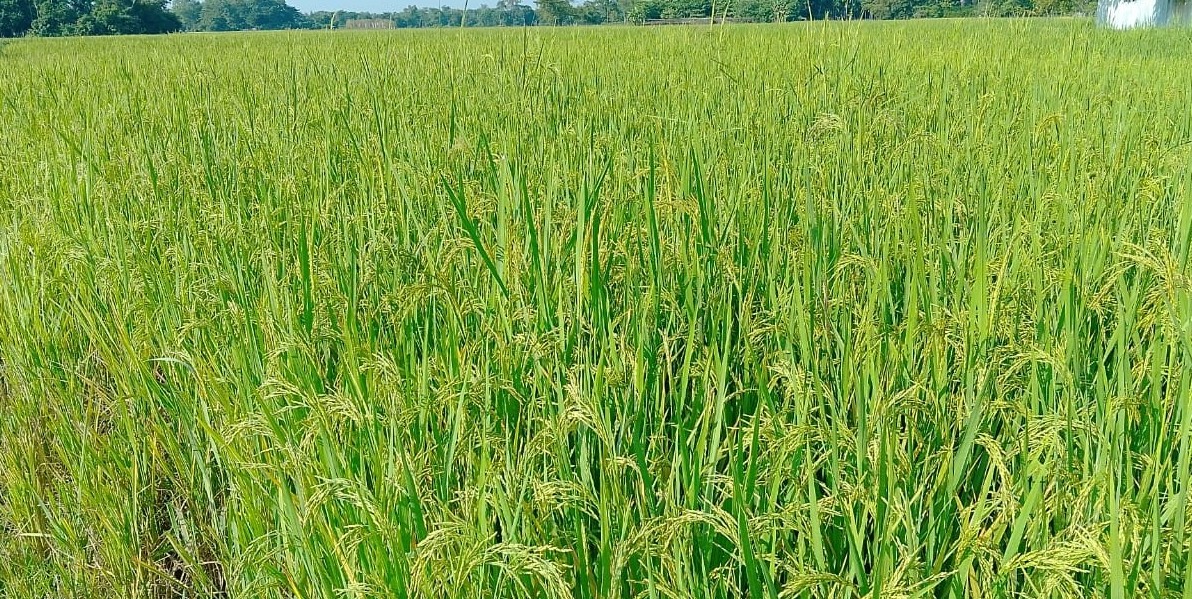 বিশ্বনাথে আমনের বাম্পার ফলন, নভেম্বরে কর্তন শুরু