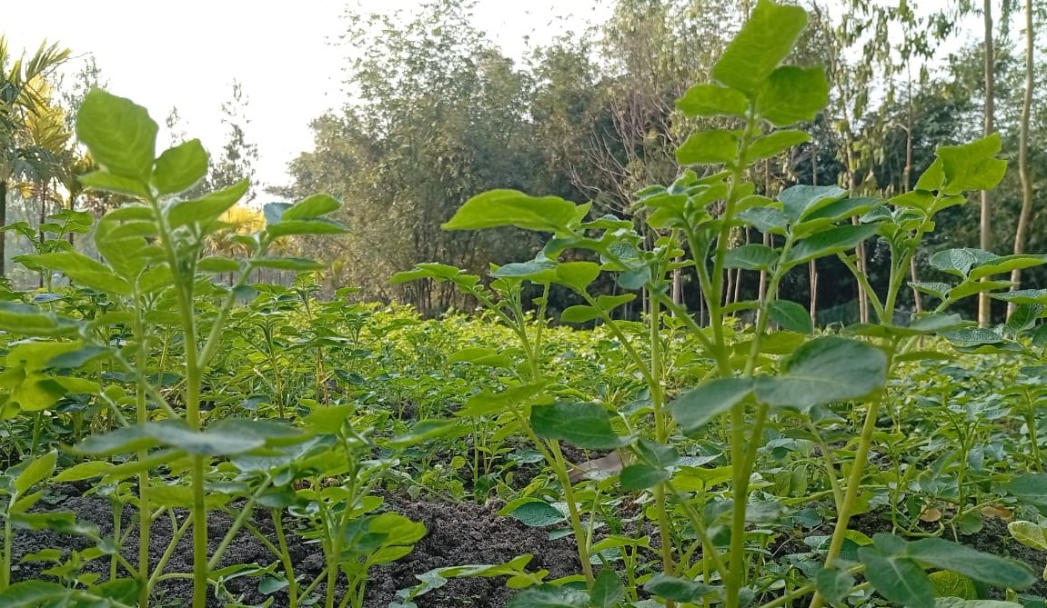 লালমনিরহাটের আগাম জাতের আলু চাষ করে লাভবান হচ্ছেন কৃষক
