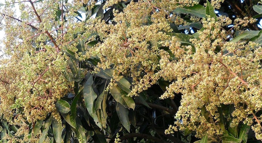আমের মুকুলে মুকুলে ভরে উঠেছে পাহাড় টিলায়