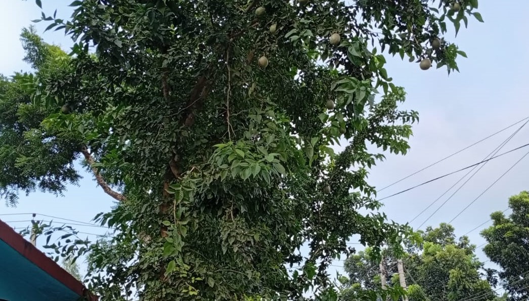 লালমনিরহাটে প্রকৃতি থেকে হারিয়ে যাচ্ছে বেল গাছ