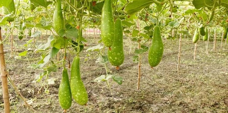 লাউ খেলে ত্বকের যেসব উপকার হয়