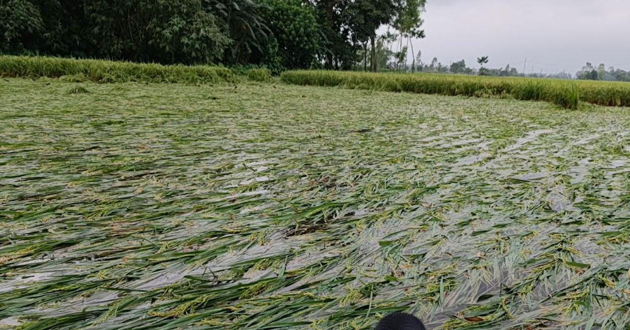 শেরপুরে টানা বৃষ্টিতে আমন ধানসহ সবজিতে ব্যাপক ক্ষতির আশঙ্কা