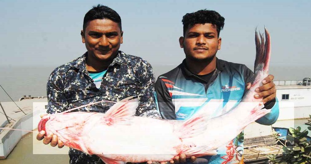 পদ্মার এক আইড় মাছ ৩৩ হাজার টাকায় বিক্রি
