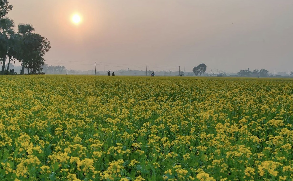 সরিষায় রঙিন স্বপ্ন দেখছেন রাজবাড়ীর কৃষকরা