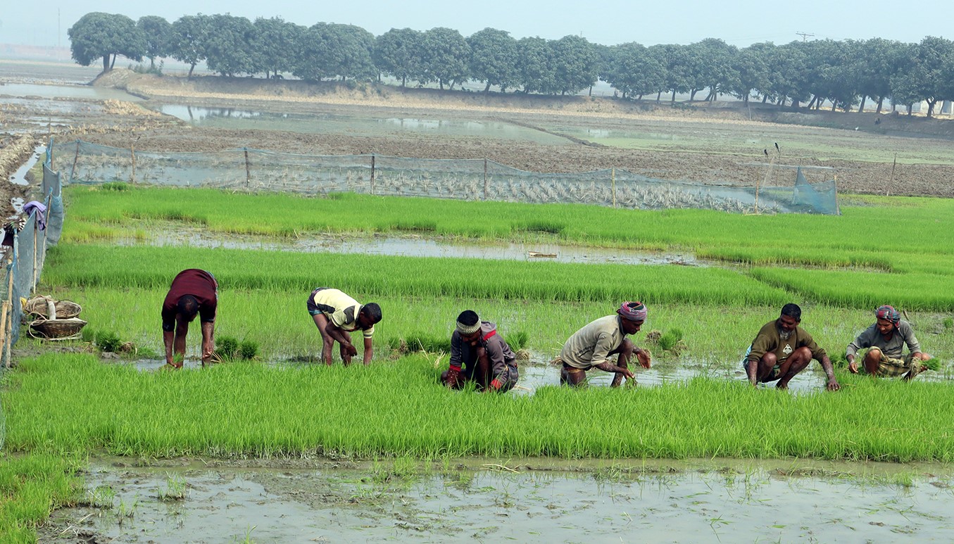 ফুলবাড়ীতে ফসলের মাঠে ব্যস্ত কৃষক
