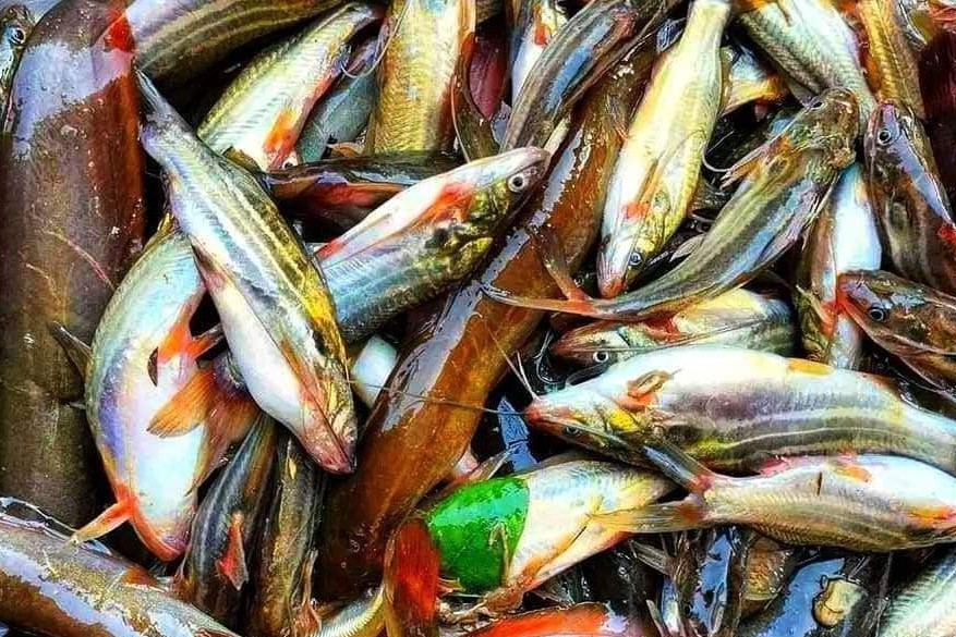 মাছের বাড়তি দামে ক্রেতাদের অস্বস্তি
