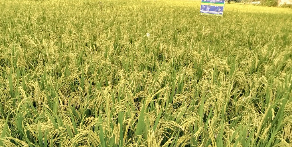 সোনাতলায় কৃষকের বুক ভরা স্বপ্ন মাঠে দোল খাচ্ছে