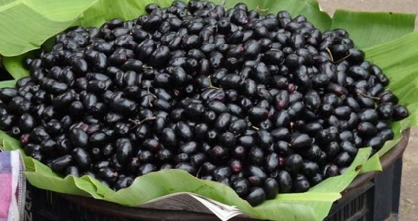 ডায়বেটিস ও ক্যান্সার প্রতিরোধে জামের ভূমিকা