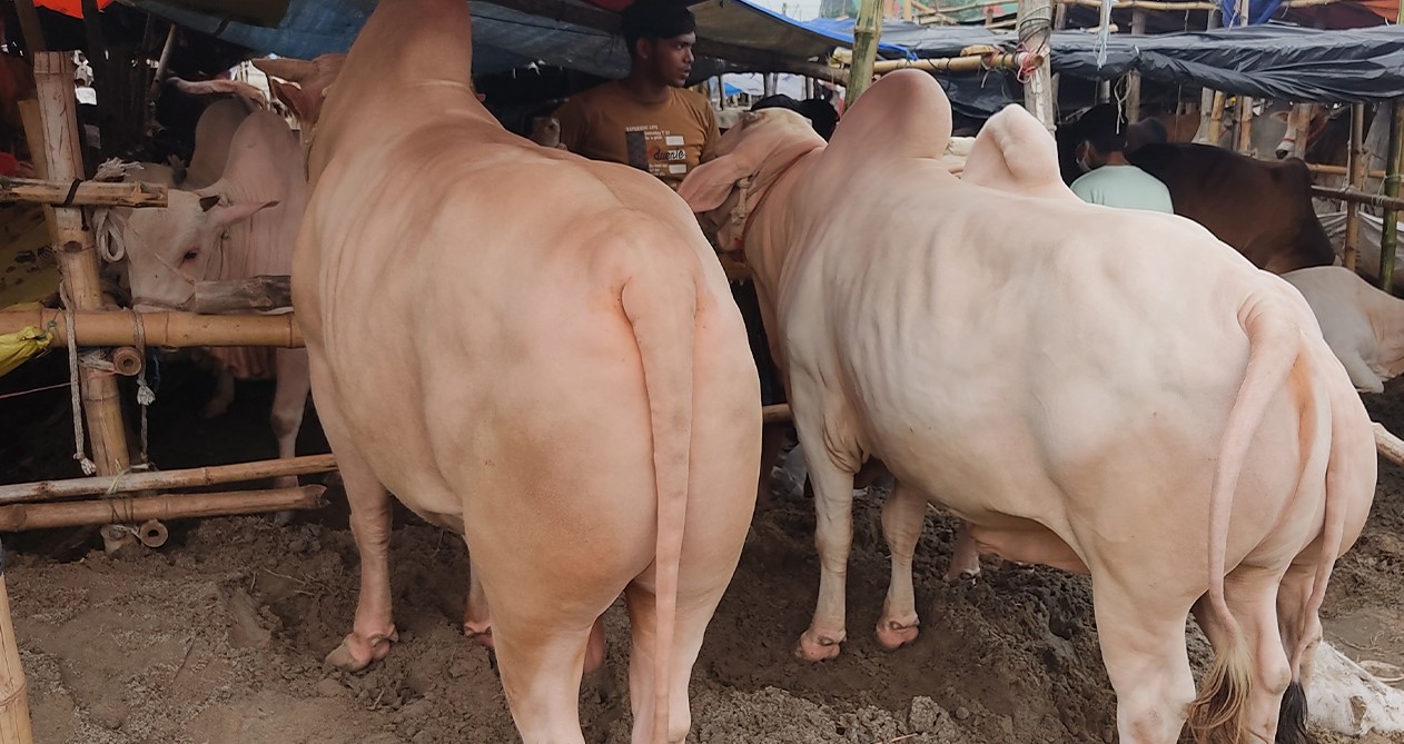 ঢাকায় মীর কাদিমের গোলাপী গরুতে ক্রেতার নজর