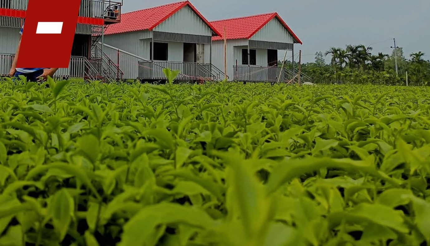 ১০ দফা দাবি আদায়ে মৌলভীবাজারে চা-শ্রমিকরা