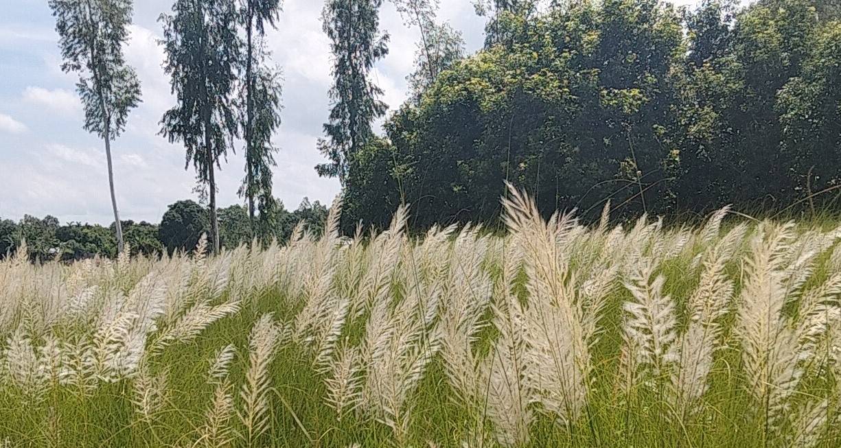 প্রকৃতি প্রেমী দর্শনার্থীরা সৌন্দর্য দেখতে ছুটছেন কাশবনে
