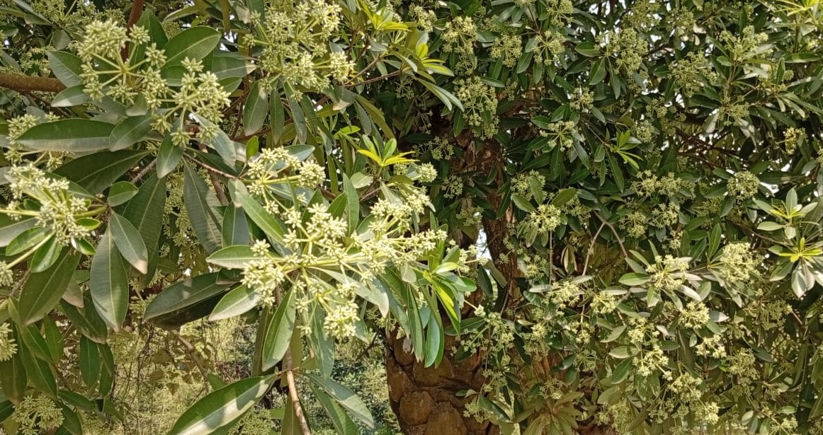 লালমনিরহাট ছাইত্তান ফুলের ঘ্রাণে মুখরিত