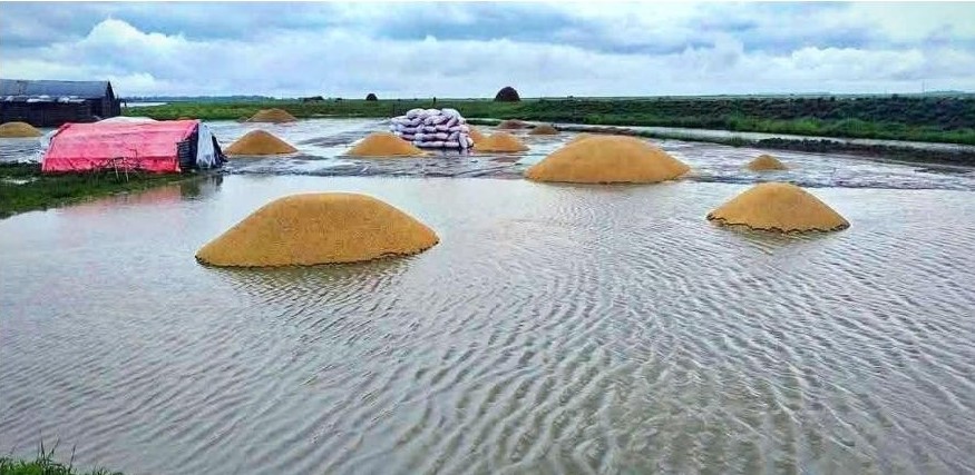 হাওরে কাঁদছে কৃষক, ভুগবে বাংলাদেশ