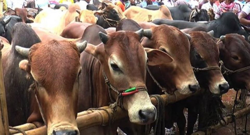 ঈদুল আজহা উপলক্ষে সারাদেশে বসছে ৩৬০০ পশুর হাট, রাজধানীতে ২৭টি