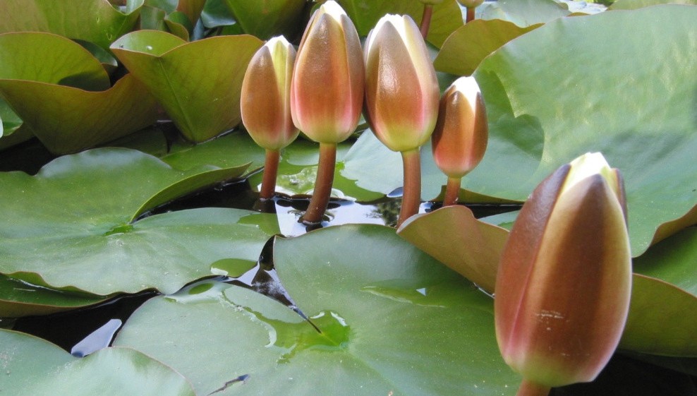 ইসির প্রতীক তালিকায় যুক্ত হলো ‘শাপলা কলি’