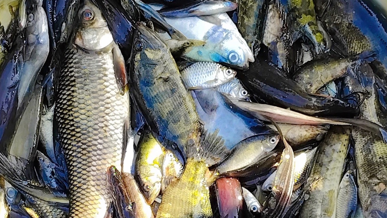 কিছুতেই কমে না মাছের দাম