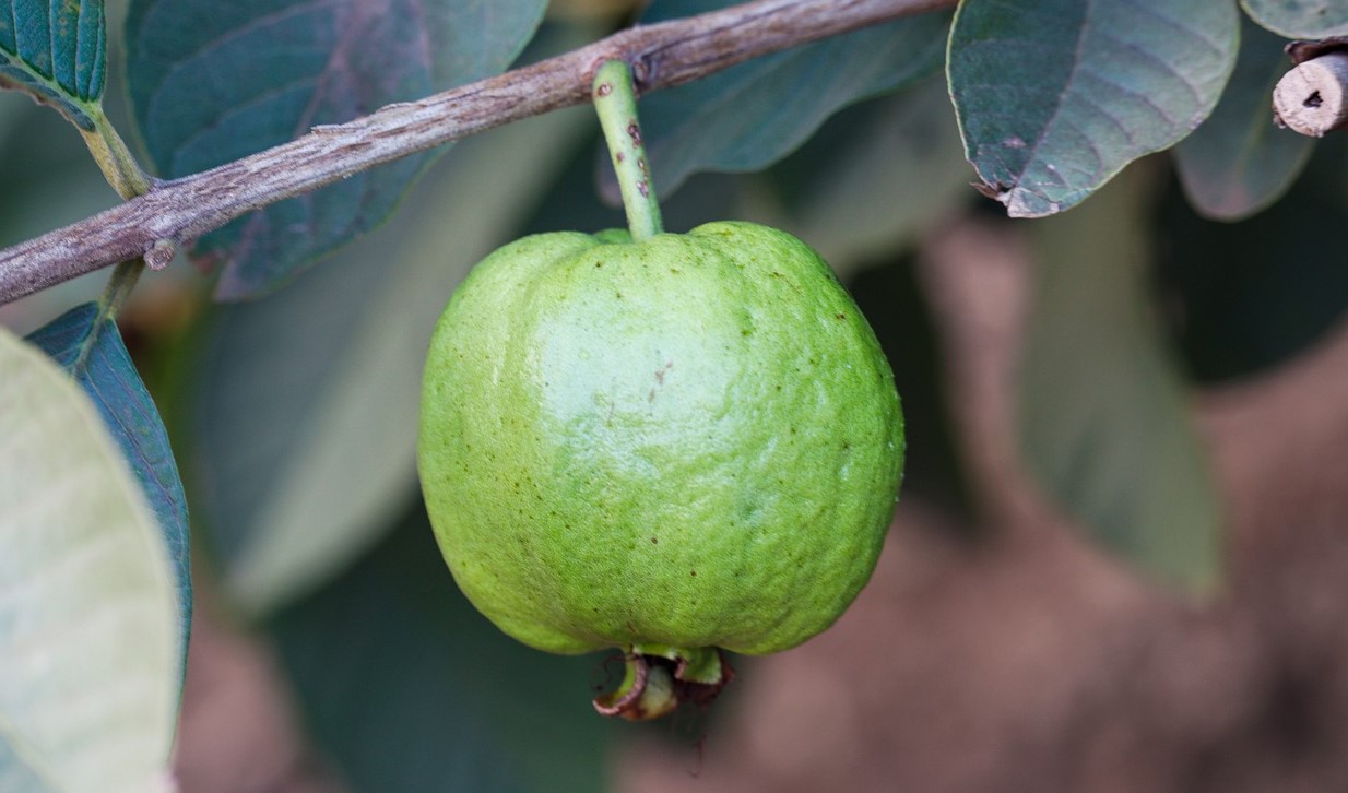 খোসাসহ পেয়ারা খাওয়া কি উপকারী?