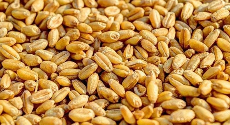 যুক্তরাষ্ট্র থেকে এলো ৬১ হাজার টন গম