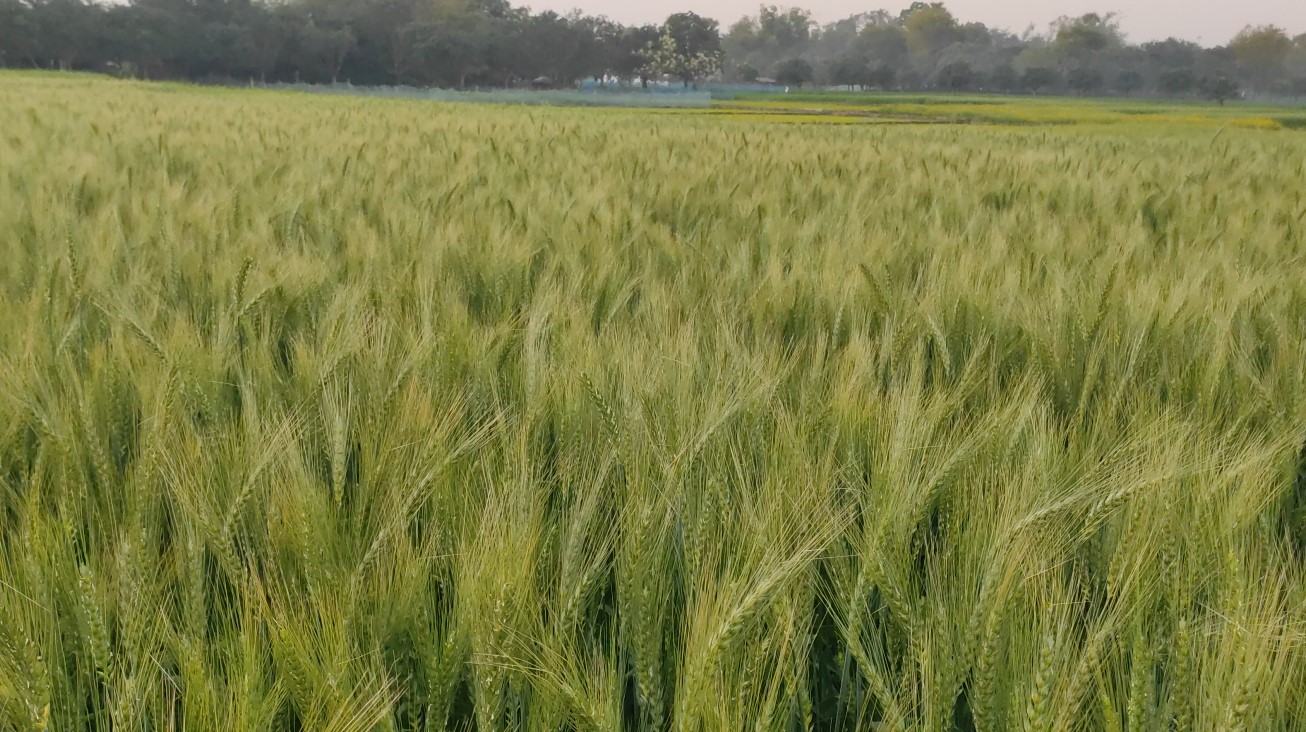 গম চাষে আগ্রহ বেড়েছে চাঁপাইনবাবগঞ্জের কৃষকদের