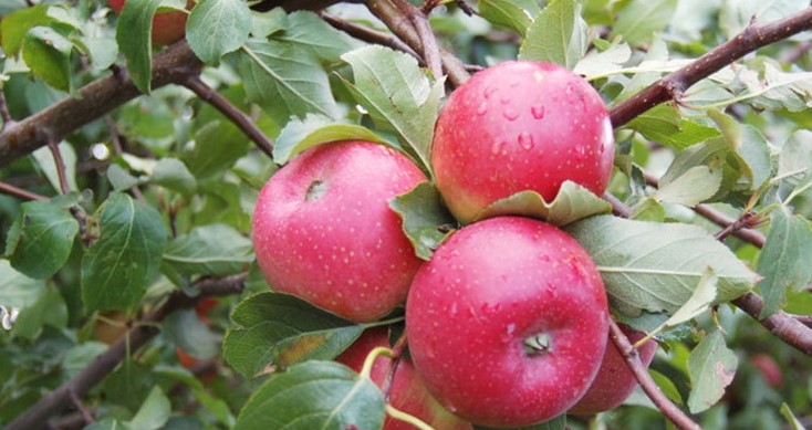 কিডনির জন্য উপকারী ৩ ফল