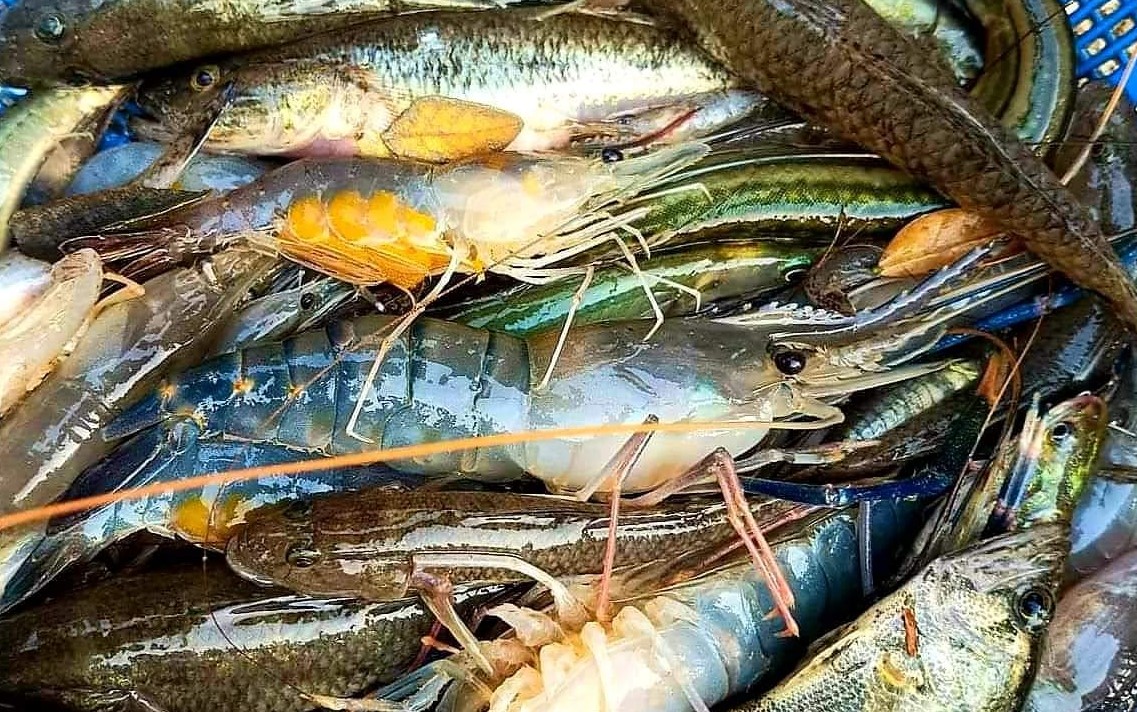 বঙ্গোপসাগরে মাছ ধরায় ৫৮ দিনের নিষেধাজ্ঞা