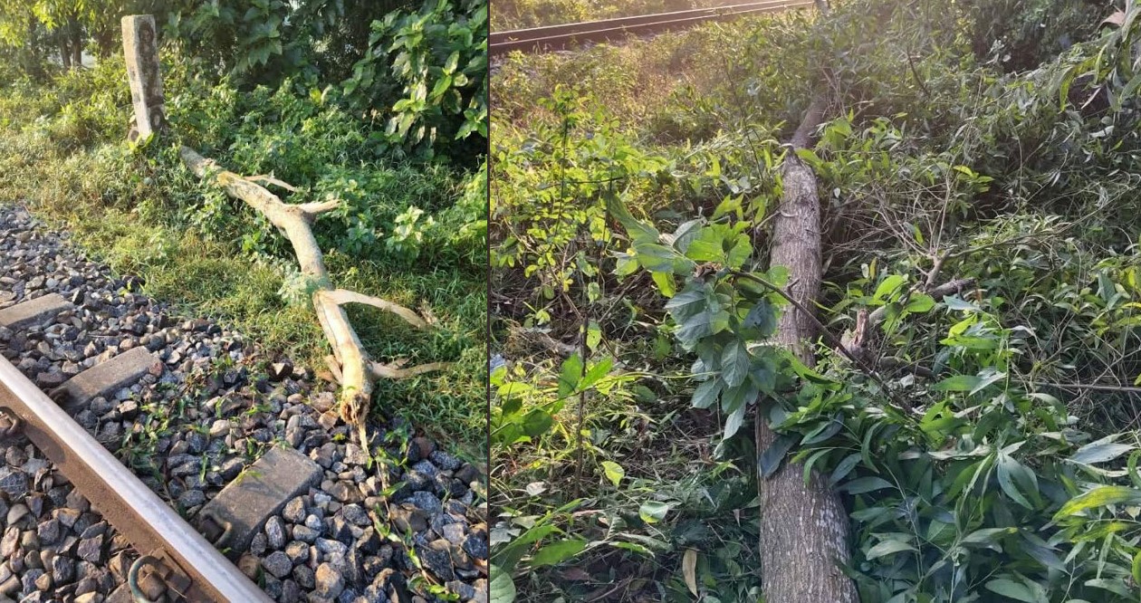 ফেনীতে গাছ কেটে রেললাইনে ফেলে নাশকতার চেষ্টা