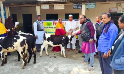পাবনায় বাছুর দেওয়ার কথা বলে ফটোসেশন