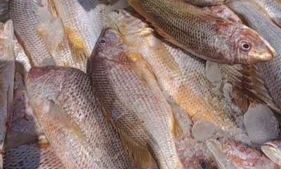 জালে ধরা পড়ল ১০ লাখ টাকার লাল কোরাল