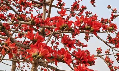 তাহিরপুর শিমুল বাগানে বসন্তের রঙ ভালোবাসার উচ্ছ্বাস