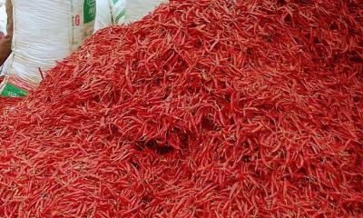 ফুলছড়ি চরের লাল মরিচের চাহিদা সারাদেশে