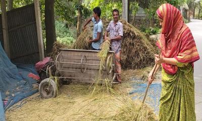 গাইবান্ধায় ইরি বোরো ধানের আগাম ব্রি ২৮ ধানের শস্য কর্তন মাড়াই