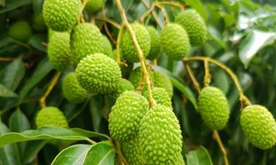 রাজশাহীতে লিচুর বাম্পার ফলনের সম্ভাবনা