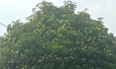 ছাতিমের বুনো সৌরভে মুখরিত ববি ক্যম্পাস 