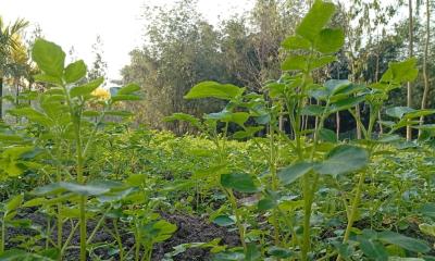 লালমনিরহাটের আগাম জাতের আলু চাষ করে লাভবান হচ্ছেন কৃষক