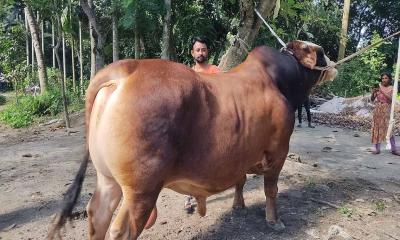 কামারখন্দের হিরো দ্যা ডন আসছে