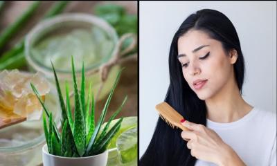 চুলে অ্যালোভেরা ব্যবহার, জেনে নিন কী হয়