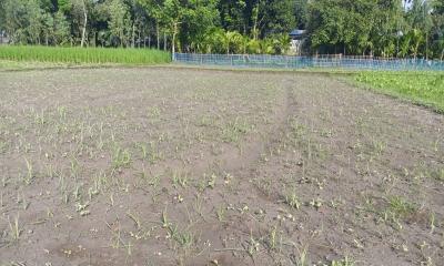 ফুলবাড়ীতে ভারী বৃষ্টিপাতে সবজি চাষিদের মাথায় হাত