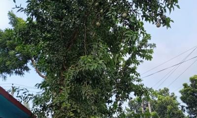 লালমনিরহাটে প্রকৃতি থেকে হারিয়ে যাচ্ছে বেল গাছ