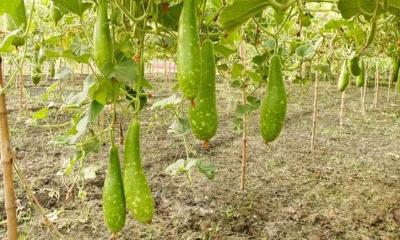 লাউ খেলে ত্বকের যেসব উপকার হয়