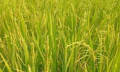 লালমনিরহাটের মাঠ জুড়ে শোভা পাচ্ছে সোনালী ধানের শীষ
