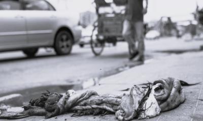 ২০ ঘণ্টা পেরিয়েও রাজধানীতে পুরোপুরি সরেনি কোরবানির বর্জ্য