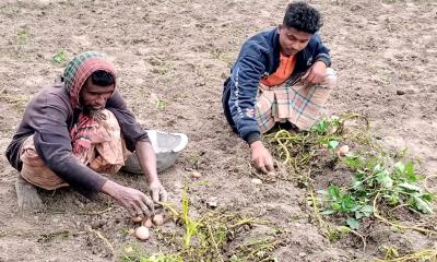 সোনাতলায় ৭৫ টাকার আলুর বীজ লাগিয়ে নতুন আলু ২০টাকায় বিক্রি 