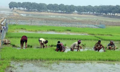 ফুলবাড়ীতে ফসলের মাঠে ব্যস্ত কৃষক