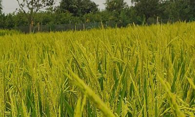 বোরো ধানের শীষে দোল খাচ্ছে গোমস্তাপুরের কৃষকের স্বপ্ন